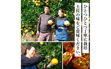 先行予約 土佐文旦１０㎏詰め合わせ