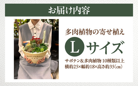 多肉植物の寄せ植え　Lサイズ 人気 インテリア 室内