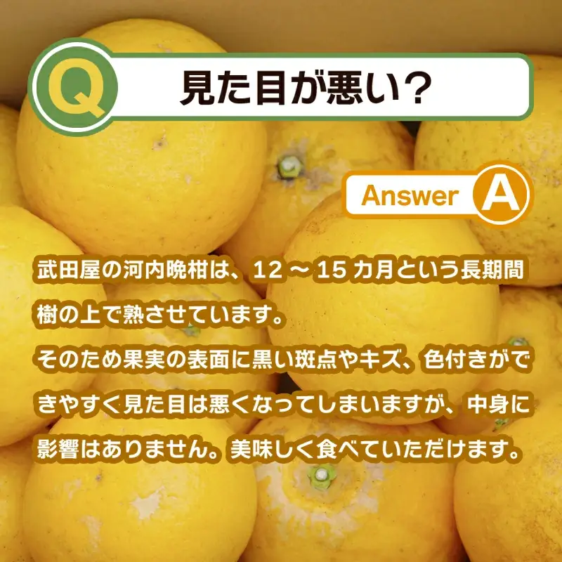 【訳あり】 みかん職人の河内晩柑 大玉 10kg 先行予約 河内晩柑 みかん職人武田屋