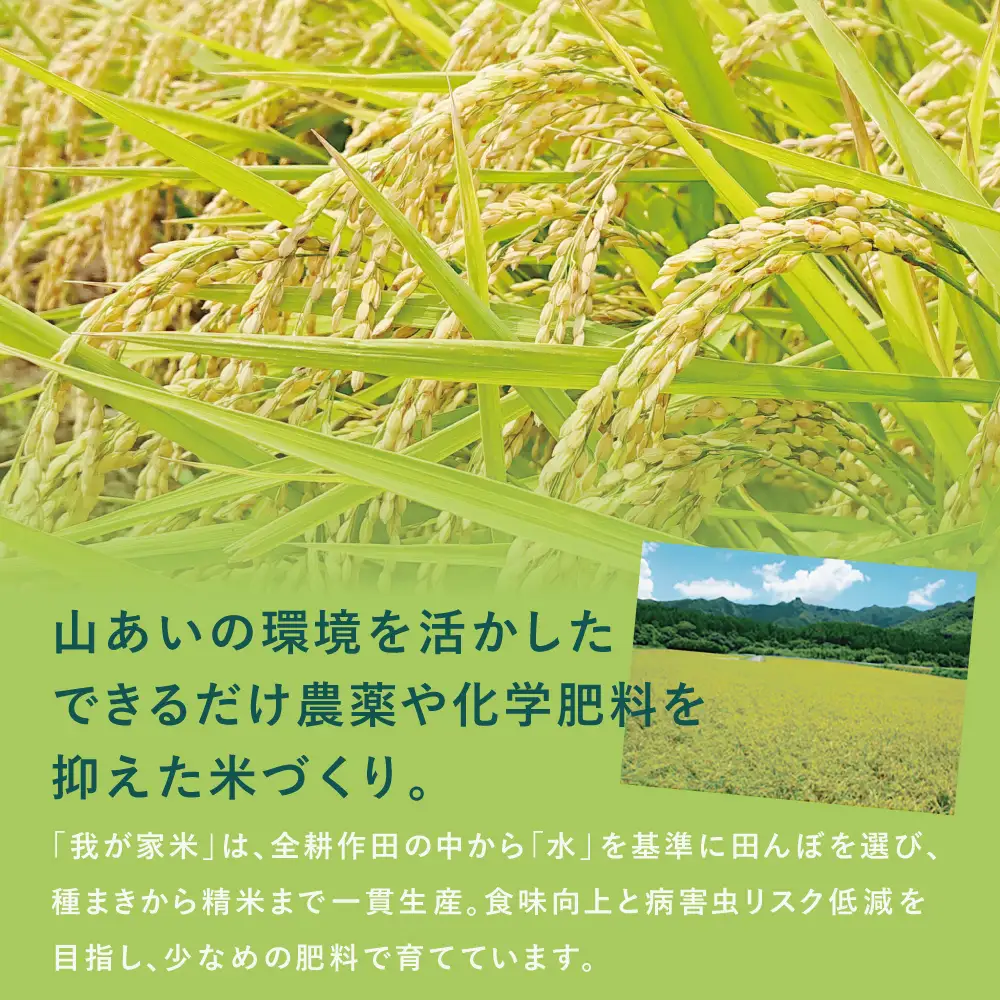 【令和6年産】＜新米・8月発送開始＞ 狩集農園の我が家で食べてるお米 5kg 鹿児島県産 コシヒカリ 米 白米 お米 おこめ コメ 精米 狩集農園 南さつま市