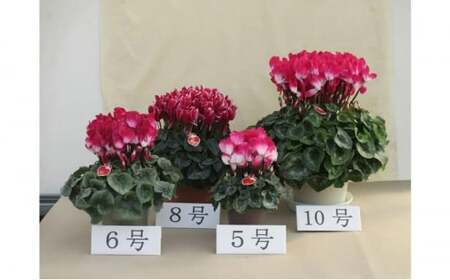 シクラメン 10号鉢（30cm） ますだ農園 【お届け：11月～12月】 花 植物 フラワー F4N-2830