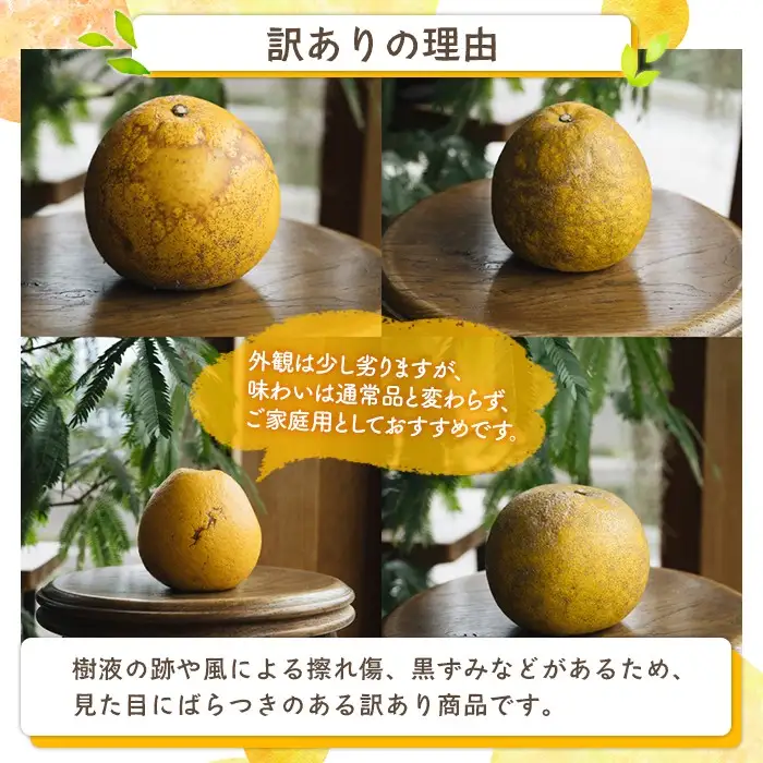 ＜先行予約受付中！2027年3月中旬以降順次発送予定＞訳あり 河内晩柑(2L～3L・16個・約6.4kg) 柑橘 フルーツ 果物 国産 みかん 期間限定 数量限定 【株式会社土曜日】akn069-14