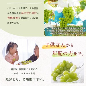 紀州和歌山産シャインマスカット 約2kg ｜ マスカット マスカット マスカット マスカット※離島への配送不可 ※2026年8月中旬頃〜2026年9月上旬頃に順次発送予定