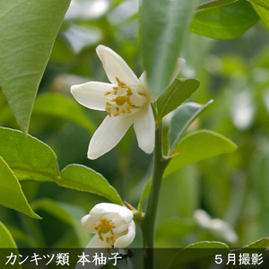 《訳あり》3年生 苗木◇柑橘類 本柚子(ほんゆず)[果樹鉢苗 2023年] ※北海道・沖縄・離島への配送不可
