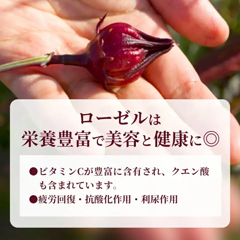 【先行受付】生ローゼル 約１キロ - 2026年11月以降順次発送 ハイビスカスローゼル 1kg フレッシュ ハーブ ビタミン ミネラル クエン酸 アントシアニン ポリフェノール 国産ハーブ 沖縄県産 沖縄県 八重瀬町