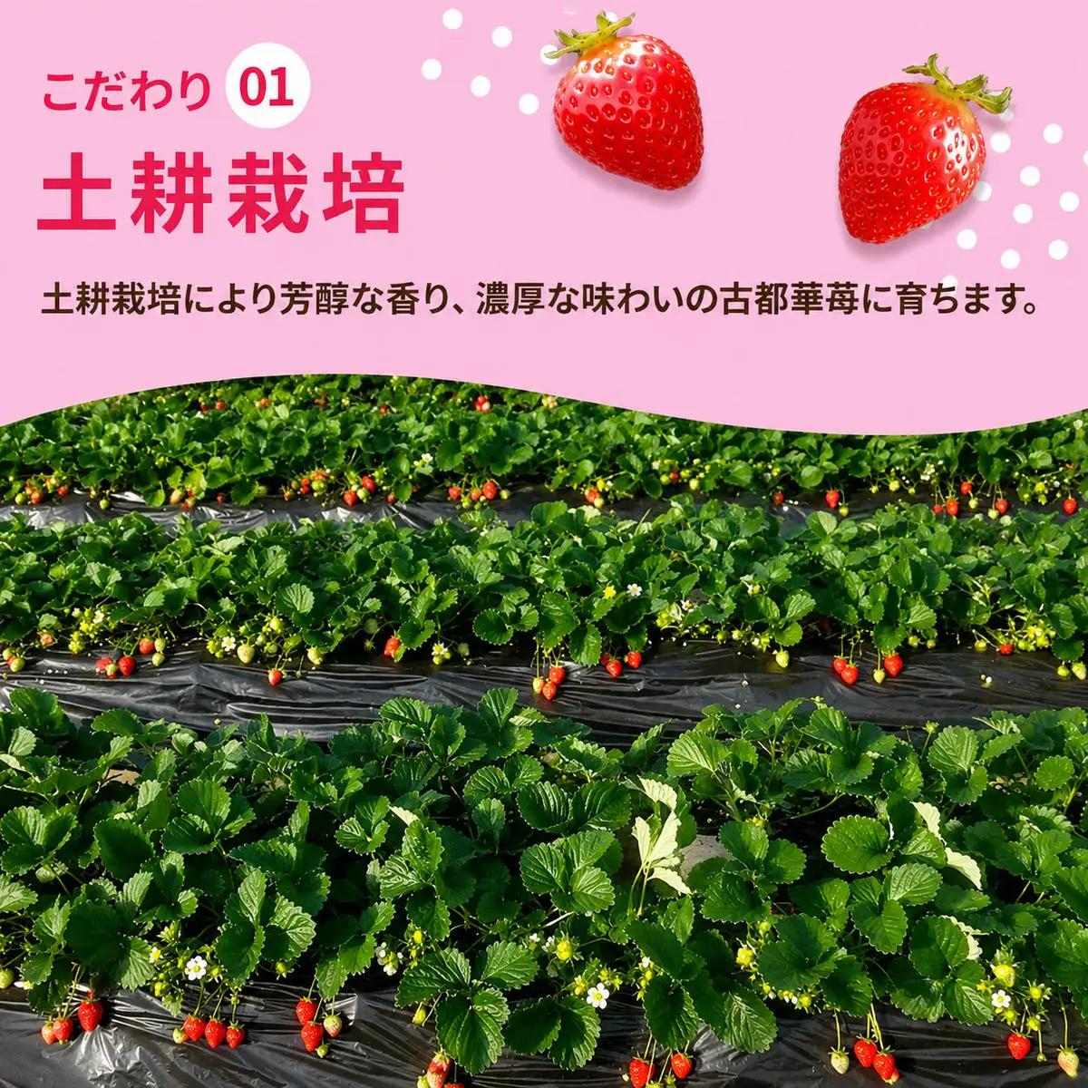いちご 古都華 完熟 奈良県産 いちご【約1000g 250g×4パック】【冷蔵 先行予約】