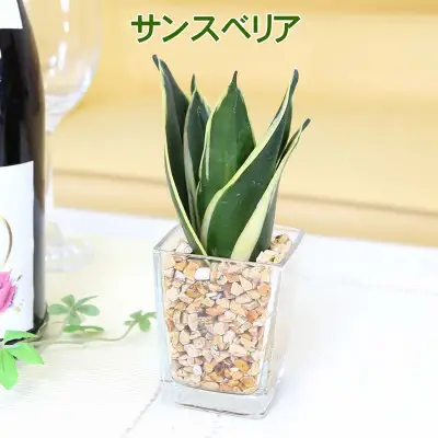 【観葉植物】土を使わないで清潔なミニ観葉植物 ゼオライト植え・ガラス鉢 スクエア形 2鉢セット（パキラとサンスベリア）【観葉植物 インテリア 部屋 おしゃれ 福岡県 筑前町 送料無料 AG049VC03】