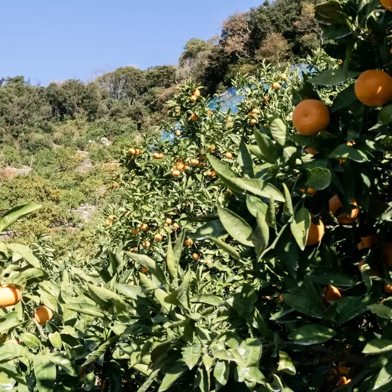 こだわりの和歌山県産 有田みかん 5kg（S～Lサイズおまかせ） ひとつひとつ手選別で厳選！生産者から直送 【2026年11月下旬～2027年1月中旬ごろに順次発送予定】 | みかん フルーツ 果物 くだもの 有田みかん 蜜柑 柑橘【hdm005】