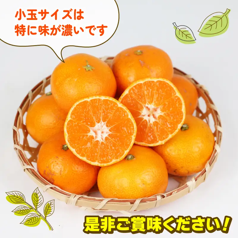 みかん 訳あり 小玉 温州みかん 早生 10kg 玉津柑橘倶楽部 訳あり B010-072030