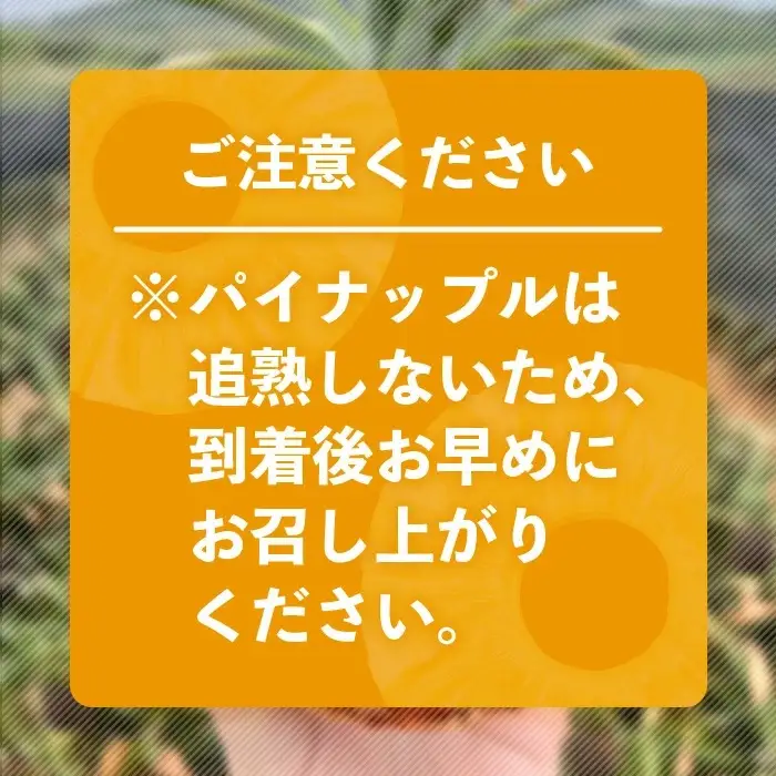 [先行予約] 最高糖度20度！？ 完熟の極 石垣島産幻のパイナップル ホワイトココ2個セット