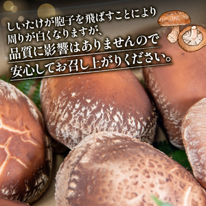 特選しいたけ 8個入り 600g ～ 800g 国産 滋賀県 竜王町 キノコ しいたけ シイタケ