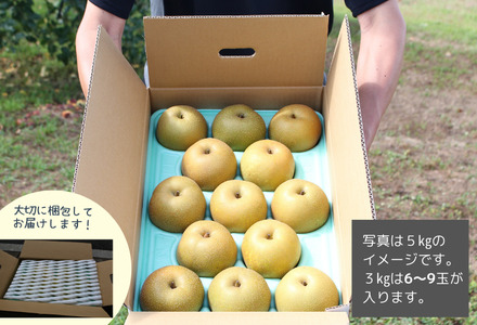 梨 幸水 贈答 約3kg（6～9玉） 長野県松川町産［KW09］／2026年8月下旬頃～順次発送予定//長野県 南信州 松川町 和梨 梨 なし ナシ 約3kg 豊水 産地直送 農家直送 農家支援 贈答 果物 フルーツ 甘い