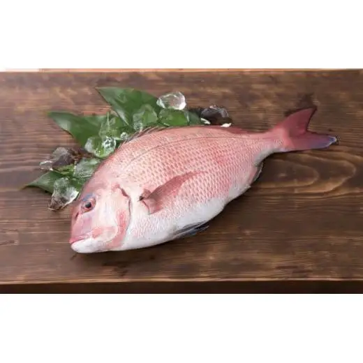 鯛  刺身 まるごと 1匹分 刺身