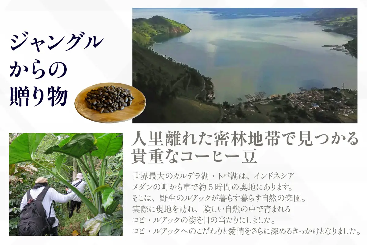 【お中元用】幻のコーヒー　コピ・ルアック【豆のまま】（3551）