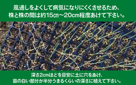 【 数量限定 】 玉ねぎの苗 100本セット 玉葱 たまねぎ 苗 野菜 家庭菜園 植物 植木 苗木 ポット 土 ガーデニング セット 詰め合わせ 花壇 プランター 生産者直送 徳島県 阿波市