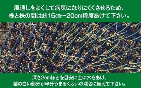 玉ねぎ 苗 約288本 セット 玉葱 たまねぎ 苗 野菜 家庭菜園 栽培 植物 植木 苗木 ポット 土 ガーデニング セット 詰め合わせ 花壇 プランター 生産者直送 徳島県 阿波市