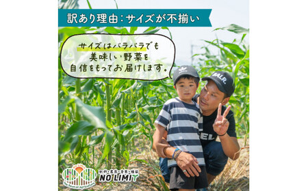 定期便 4回 訳あり 野菜 4～6種 詰合せ セット 旬野菜 やさい レタス グリーンリーフ サニーレタス ロメインレタス キャベツ 赤キャベツ 大根 ニラ スナップエンドウ さやえんどう 人参 玉ねぎ ゴーヤ オクラ 茄子 白茄子 生姜 青ネギ 農家直送 産地直送 新鮮 旬 おかず 弁当 日用 惣菜 不揃い 規格外 冷蔵 お取り寄せ 徳島県 阿波市