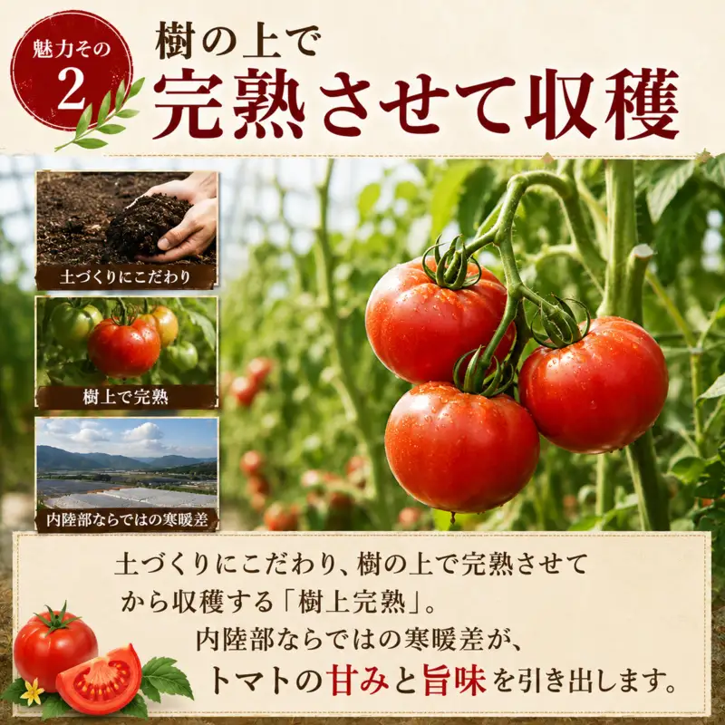 レトルトカレー トマト＆牛すじ 中辛 レトルトカレー【5箱】