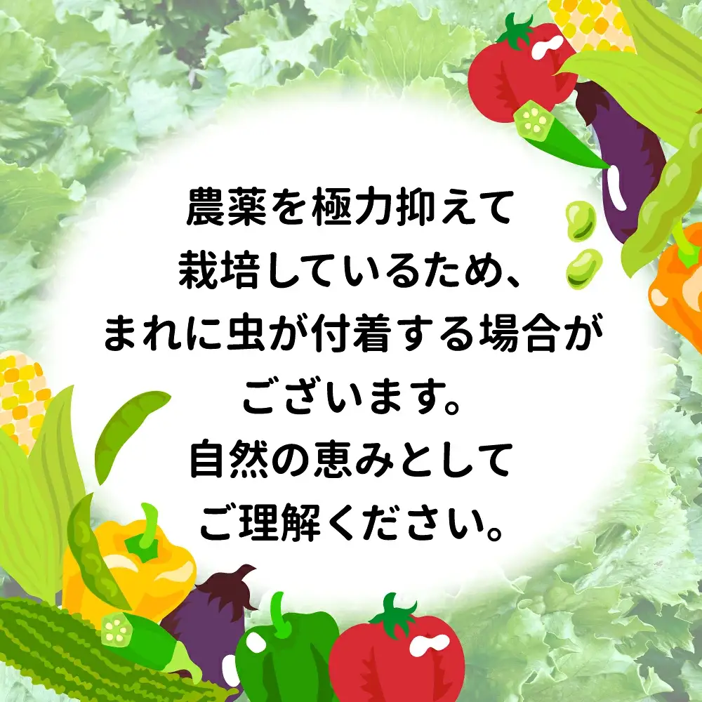 野菜セット 野菜 10種類前後 数量限定