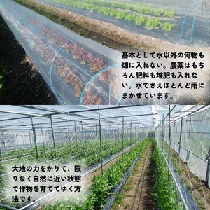＜ファーザーズファーム＞野菜セット 野菜