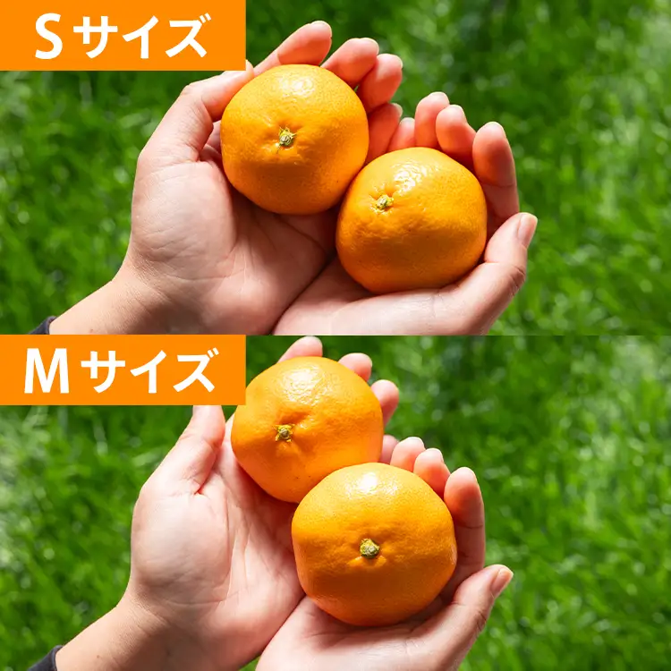 【柑橘】山北みかん 3kg 秀品 柑橘 yk-0080