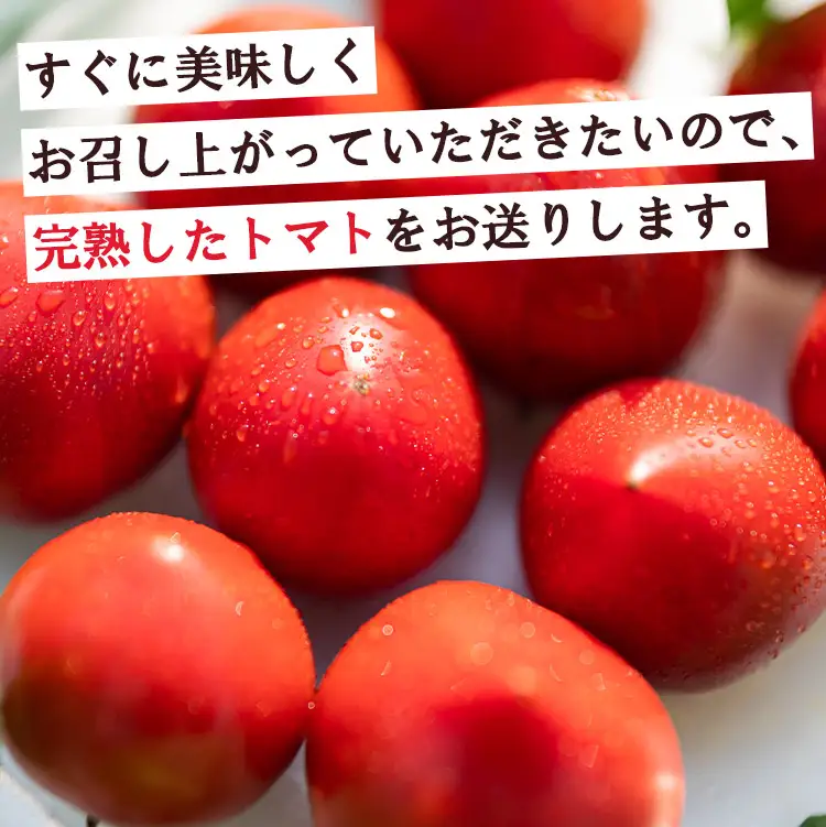 【先行受付】野菜ソムリエが育てた 家庭用 フルーツトマト 合計3kg(500g×6袋) 甘い 高知 うしの恵 小分け - 野菜 とまと 産地直送 料理 アレンジ サラダ 完熟 甘い あまい フレッシュ さっぱり 酸味 うしの恵 小分け おいしい 国産 高知県 香南市 mj-0030