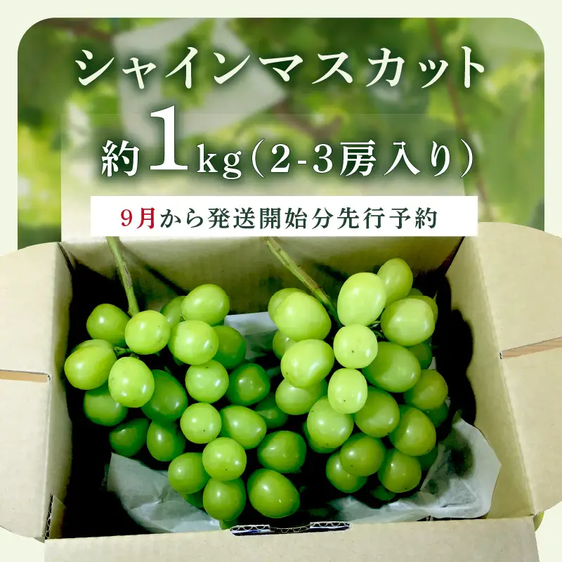 シャインマスカット(ぶどう)約1kg＜2026年9月から発送開始分先行予約＞【A5-538】