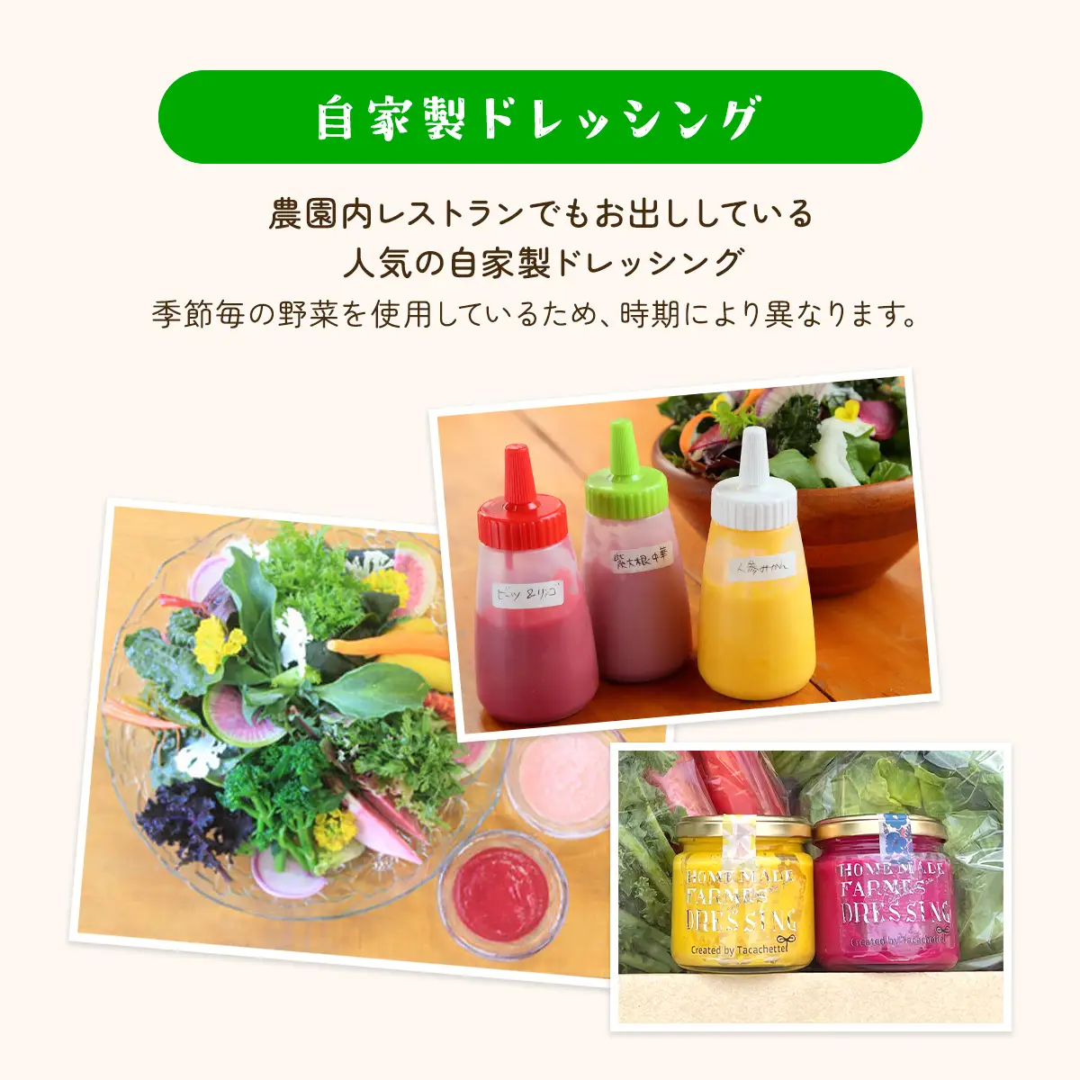 【自家製堆肥による特別栽培】季節の野菜と自家製ドレッシング詰め合わせ ／ 野菜 やさい ドレッシング 自家製  千葉県 山武市 SMBP002