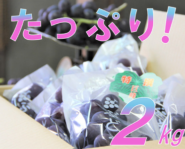 巨峰 約2kg 【simo0001】