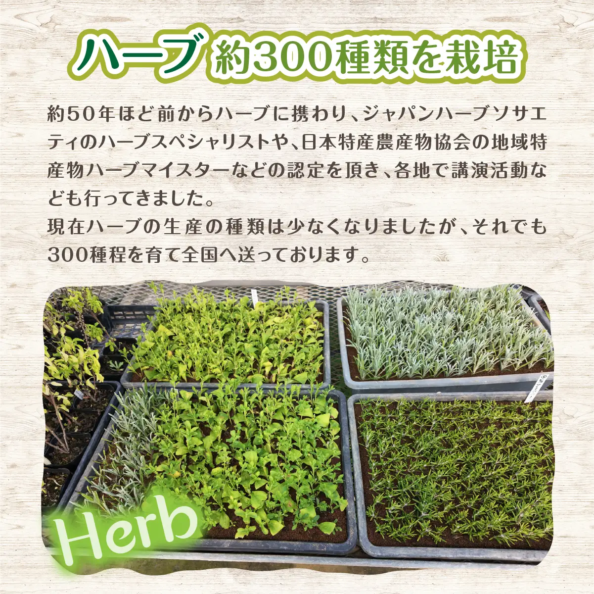 【ハーブショップYOU'樹】【おまかせセット】『ハーブとの出会いから約50年。山梨県唯一の「地域特産物ハーブマイスター」が育てるハーブ苗』ローズマリーの苗 4号鉢 5品種セット SWBE006