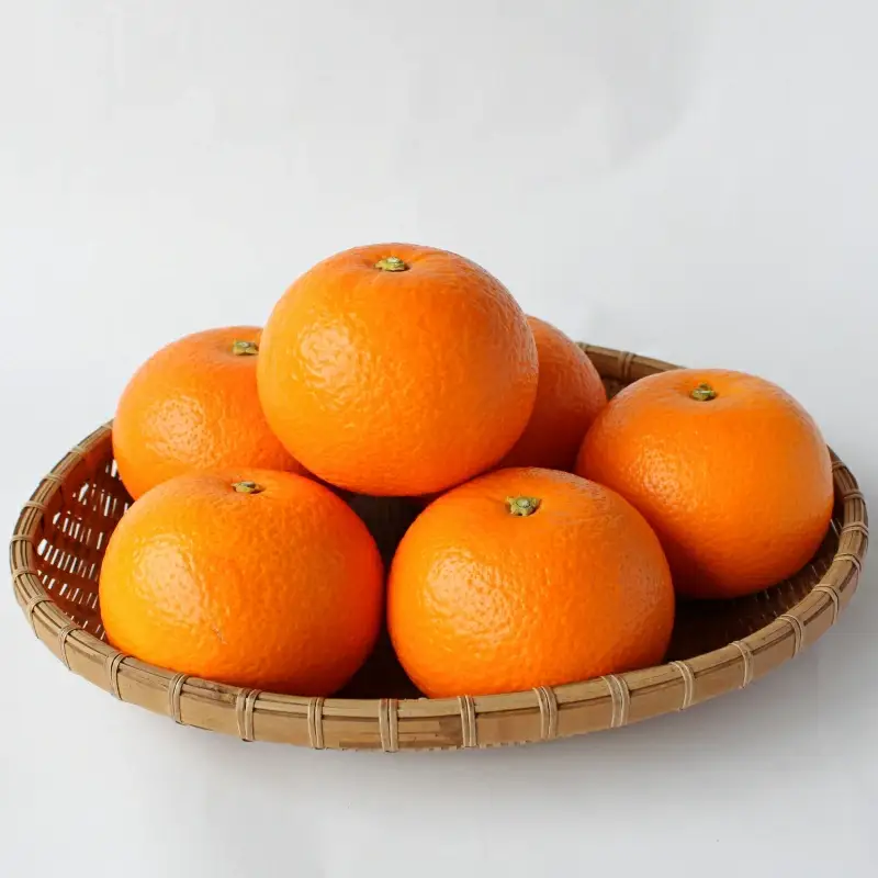 【先行予約】紅八朔【秀品】5kg ※2027年2月中旬～3月中旬頃に順次発送予定【期間限定・数量限定】 / はっさく ハッサク 柑橘 季節限定 お取り寄せ 産地直送 贈答品 ギフト 果物 フルーツ 田辺市 和歌山県【ymh003-1】