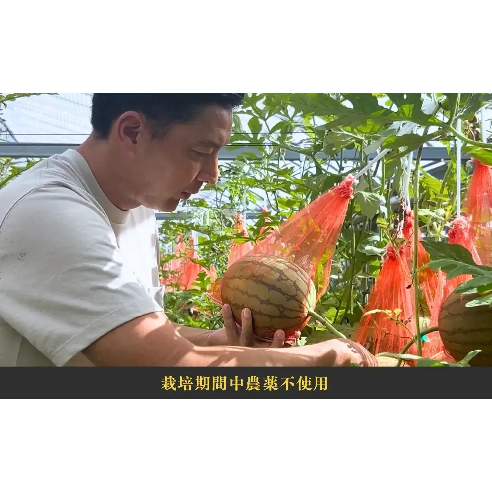 【予約受付中・7月下旬以降順次発送】 天空のスイカ 【数量限定】 すいか 西瓜 小玉スイカ 栽培期間中農薬不使用　鳴門　 甘い 小玉 果物  フルーツ ギフト 人気商品  敬老の日 　スイカ