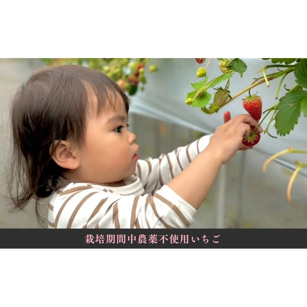 KISAI GARDEN 冷凍 KISAI BERRY 2kg | 苺 いちご イチゴ 徳島 鳴門 果物 フルーツ スムージー ジャム　冷凍　いちご