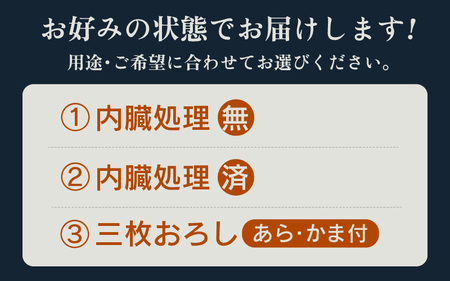 【先行予約】天然 寒ぶり 1本 (約8～9kg) 寒鰤 (内臓処理あり) 【2026年12月中旬以降順次発送予定】 [m36-l004_02]