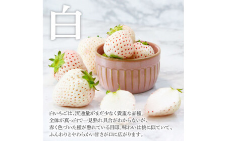 “Berry農園”山本さんの紅白いちご