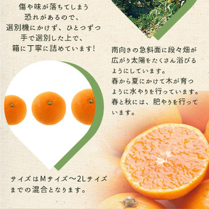 【2027年先行予約】湯浅町産せとか11～15玉（M～2Lサイズ混合）化粧箱入り秀品【まごころ手選別】_ZE6401n
