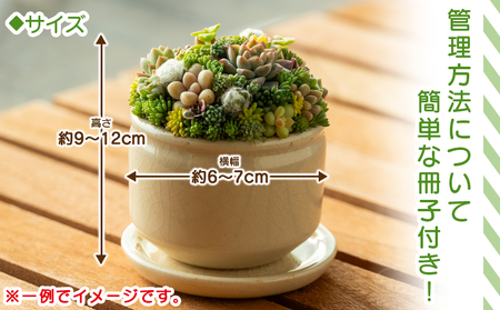 多肉植物 寄せ植え 多肉植物 pk-0004