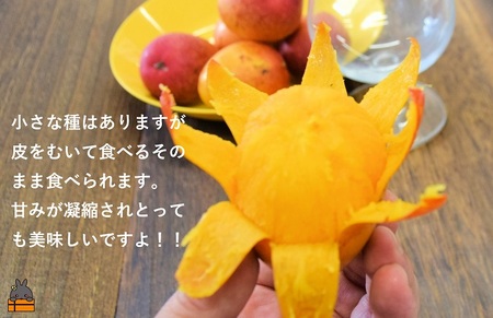≪今が旬！≫訳あり！ピンポン玉サイズの【家庭用】徳之島産完熟ミニマンゴー1.5kg（約20玉）( ミニマンゴー マンゴー フルーツ わけあり 訳あり 訳有 果物 完熟 無加温 徳之島 世界自然遺産 美味しい とろける 旬 贅沢 糖度 南の島 )