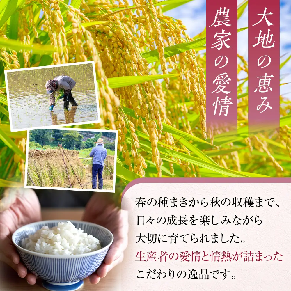 和歌山県産 米 キヌヒカリ 10kg  (2025年産)［SL28］