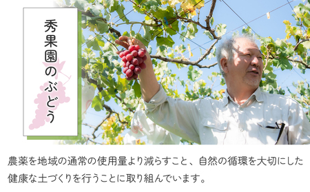 【先行受付2026年発送】種あり巨峰2kg（4~6房）｜秀果園　※2025年9月上旬~10月下旬順次発送予定