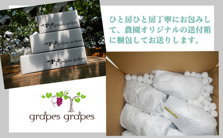 種あり巨峰 約2kg（5～6房）【葡萄園グレープスグレープス】※2026年9月上旬以降お届け予定