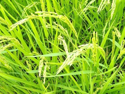 【令和7年産米】【数量限定】新潟県村上市岩船産 こしひかり 辰次郎のお米 精米 10kg（10kg×1袋）1072003
