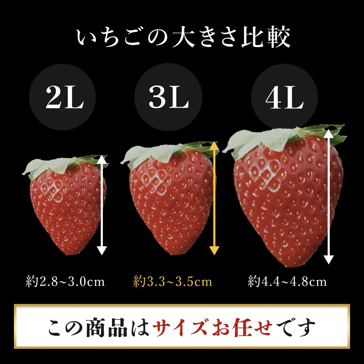 【先行予約】【2026年12月中旬より順次発送】希少品種 黒いちご 真紅の美鈴 サイズお任せ 24粒～36粒 SMAN014