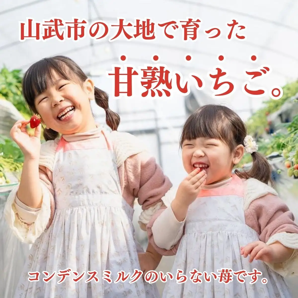 【先行予約】【1月から発送】山武市産 甘熟いちご 800g以上 おすすめの品種をお届け ／ふるさと納税 いちご イチゴ 苺 果物 くだもの フルーツ 旬のくだもの 季節のフルーツ 千葉県 山武市 SMB001