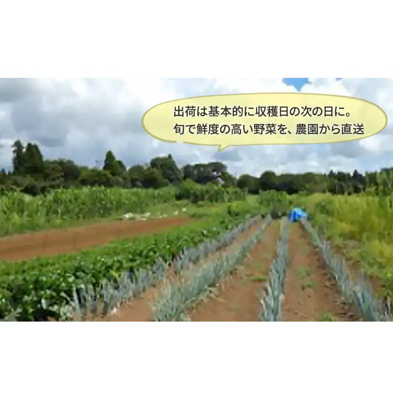 野菜 定期便 3ヶ月 1名様向け 野菜5種 セット 旬の野菜 生野菜 やさい 新鮮 鮮度 産地直送 詰め合わせ 冷蔵 千葉 定期 お楽しみ 3回 