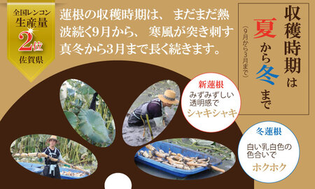 【先行予約】まるごと一本！氷詰めレンコン（1.5～2kg） 蓮根 レンコン 潮風F B140-001