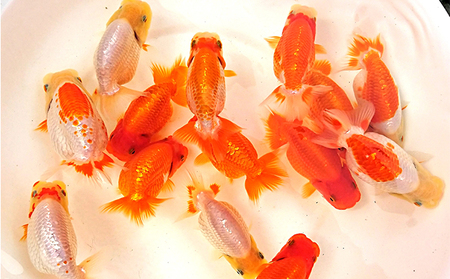 金魚の王様【らんちゅう】（鑑賞・練習用） 生き物 