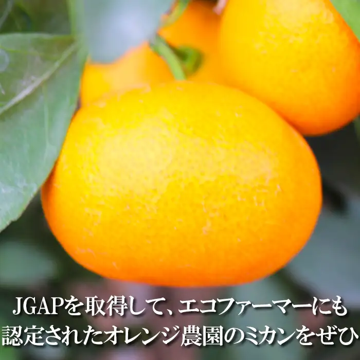 ハウスみかん (訳あり) 約2.5kg【オレンジ農園】 夏 果物 フルーツ 数量限定 期間限定 九州 大分県 ＜114-001＞