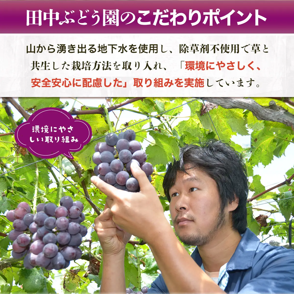 ＜2026年発送分　先行予約受付中！！＞ シャインマスカットと大粒ぶどう詰め合わせ 約1.9~2.1kg（3～4房）シャインマスカット ぶどう詰め合わせ 巨峰 ピオーネ ぶどう ブドウ マスカット 果物 フルーツ 田中ぶどう園 大阪 河内長野 種なし ※シャインマスカットを中心とした種なし皮ごと食べられる品種を詰め合わせ