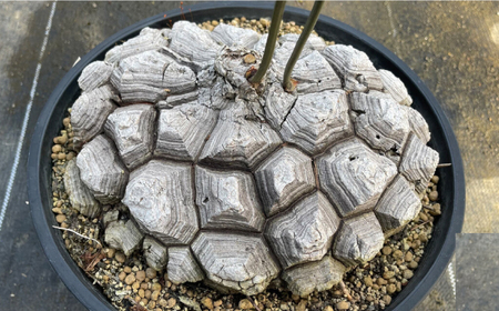 Dioscorea Mexicana メキシコ亀甲竜 （個体番号MKR-16） 長与町/アグリューム[EAI141] 観葉植物 植物 観葉植物 植物